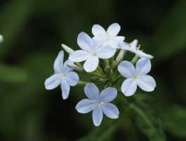 查到实测辅助“熊猫花花是巨蟹座吗